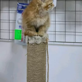 домики для кошек,когтеточки