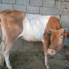 tuwe gsgyr