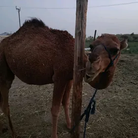 ogşuk