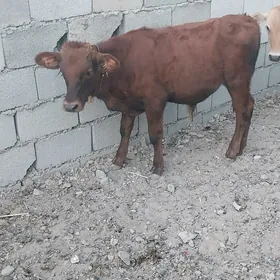 OkuZCE