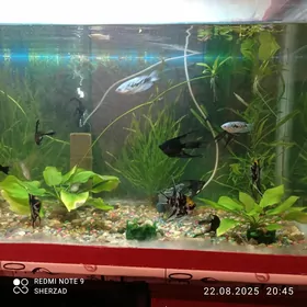 akvarium balyklar