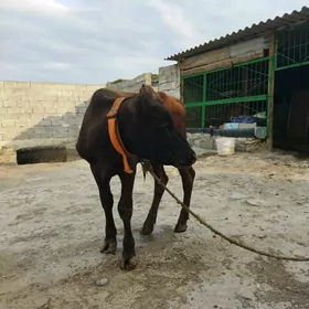 öküz