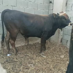 bakylan öküz