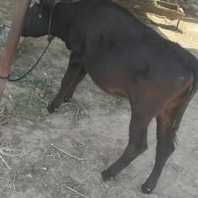tüwe