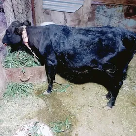 gulajyn gole
