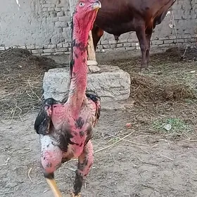 horaz