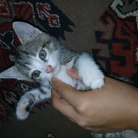 котята