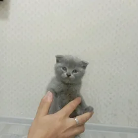 шотландска shotlanskiy