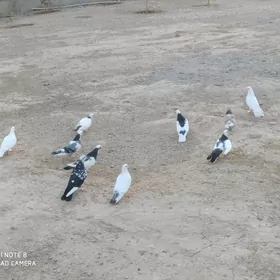 Kepderı