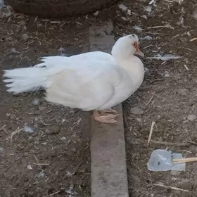 indautga ördek alyas