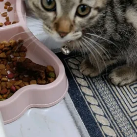 кошка