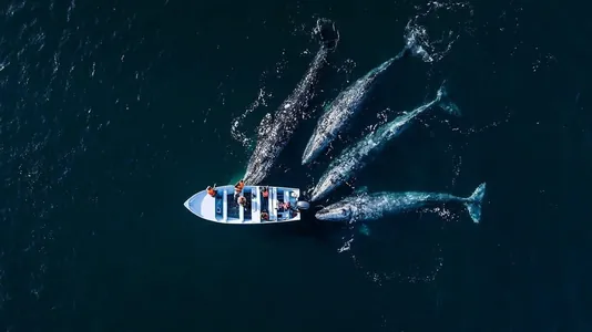 Объявлены финалисты конкурса «Фотограф океана 2025»