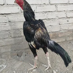 Baŷes horaz