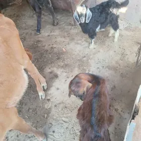 geçiler