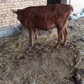 Byr ýaşar unajyn