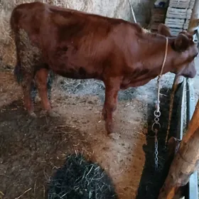 tùwe göle