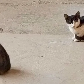 котята
