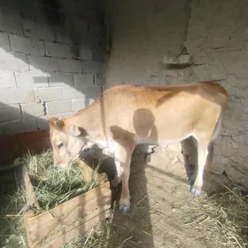 Tuwe tohym mal 2 yasapgecen