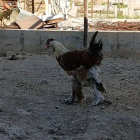 brama towuk