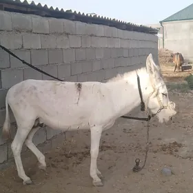 eŞek