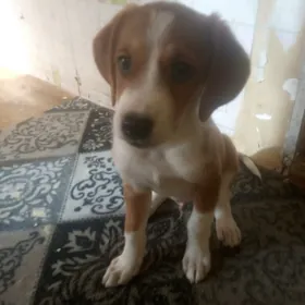 ОХОТНИЧИЙ ЩЕНОК