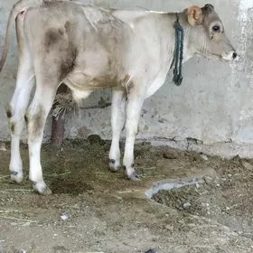 öküzler