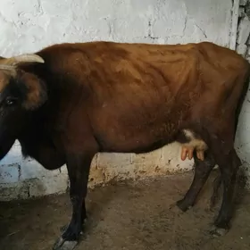 sygyr