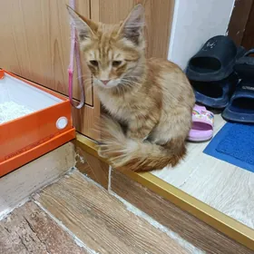 котик в добрые руки срочно