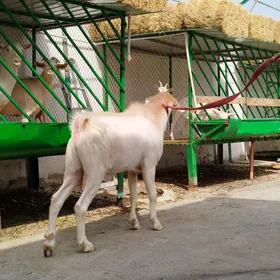 geci