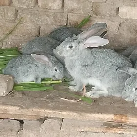 tovşan