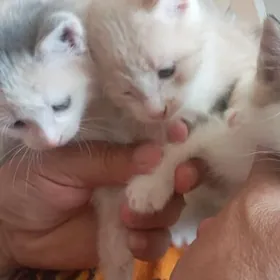 Кошки