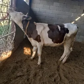 Tüwe ala