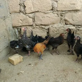 Türkmen jüjeler