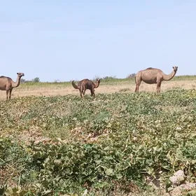 kosekli duye