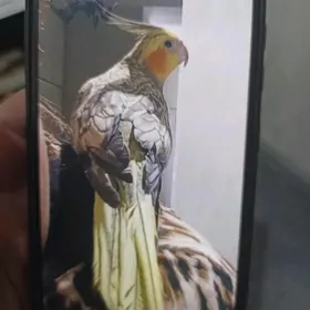 karella popugaý