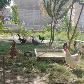 tawuk