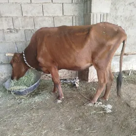 gysyr sygyr