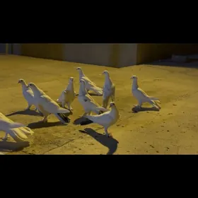 bakin kepderler
