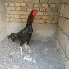 Taşkent horaz