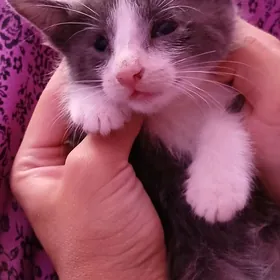 котята