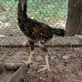 Taskent juyje maki erkek