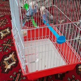 öyde saklanyan gus