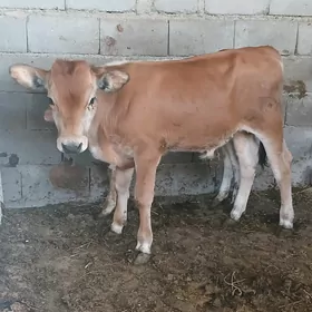 okuzce
