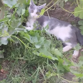 КотёнокКотёнок