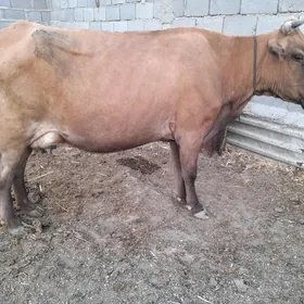 goleli sygyr