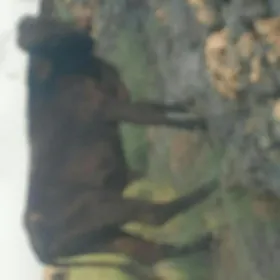 öküz unajyn gole