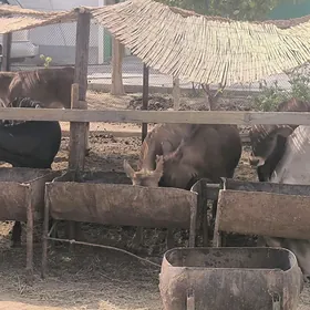 tuweler amatly