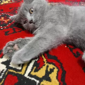 pişik
