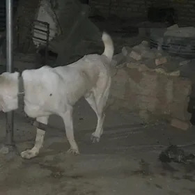 Akguş