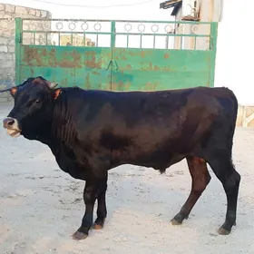 Öküz